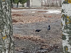 В Новой Красавке грачи принялись за реставрацию своих гнезд 