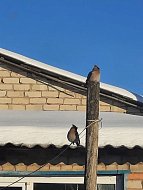 Сотрудники и волонтеры Лысогорского комплексного центра социального обслуживания организовали экологическую акцию «Доброта не знает границ – делаем кормушки для птиц!»