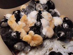 Сельские будни в Юнгеровке
