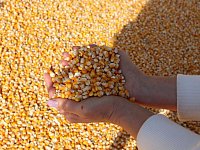 Лысогорские аграрии в прошлом сезоне собрали рекордный урожай зерновых и зернобобовых культур