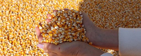 Лысогорские аграрии в прошлом сезоне собрали рекордный урожай зерновых и зернобобовых культур