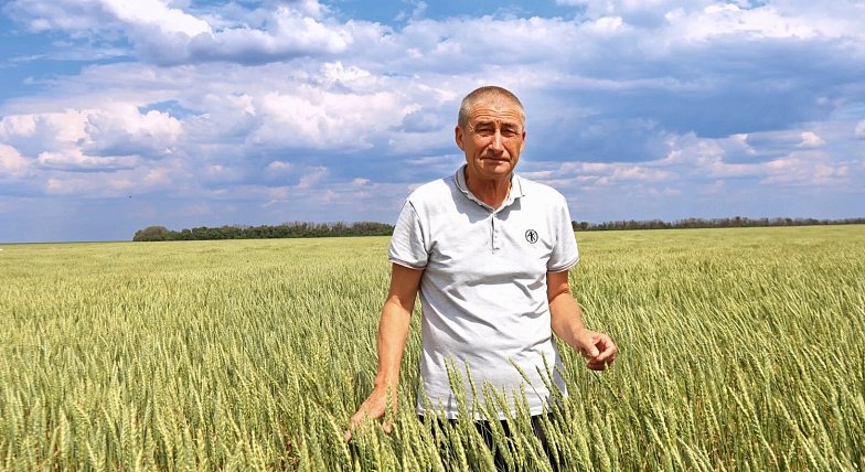 Из кабины комбайна: как в Невежкино проходит уборочная кампания