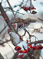 Юннаты Лысогорского района посчитают воробьев