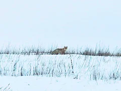 Лысогорцы ездят смотреть на диких животных