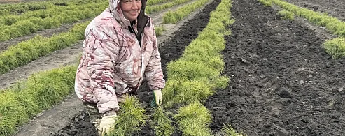 Директор лесхоза Ольга Фимушкина сообщила о старте весенней кампании по искусственному лесовосстановлению в Лысогорском районе.