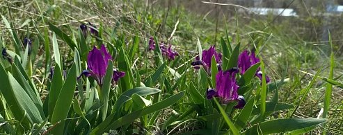 На Лысой Горе экоактивисты нашли краснокнижный цветок