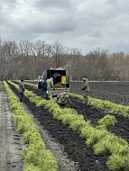 Директор лесхоза Ольга Фимушкина сообщила о старте весенней кампании по искусственному лесовосстановлению в Лысогорском районе.