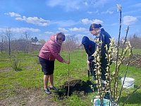 Лысогорские школьники присоединились к акции «Сад памяти»