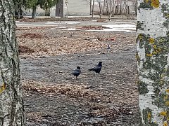 В Новой Красавке грачи принялись за реставрацию своих гнезд 