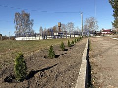 Во дворе школы №2 р. п. Лысые Горы высадили туи