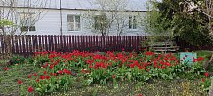 Тюльпановая феерия в Лысых Горах
