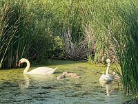 На одном из прудов Лысогорского района лебединая семья вывела потомство
