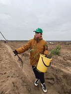 В Лысогорском районе высадили 4000 саженцев белой акации