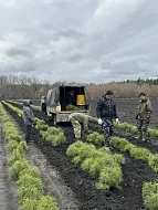 Директор лесхоза Ольга Фимушкина сообщила о старте весенней кампании по искусственному лесовосстановлению в Лысогорском районе.