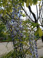 В Лысых Горах расцвела глициния