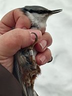 Кольцо на лапку: Лесные рейнджеры из Лысых Гор провели кольцевание зимних птиц