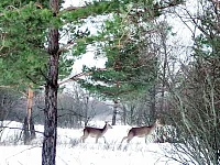 Лысогорцы ездят смотреть на диких животных