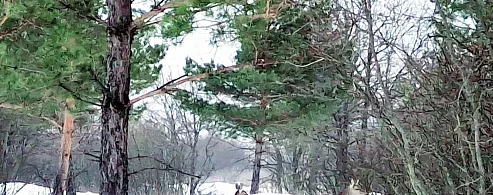 Лысогорцы ездят смотреть на диких животных