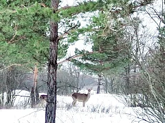 Лысогорцы ездят смотреть на диких животных