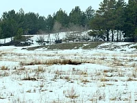 В Лысогорском районе проснулись сурки