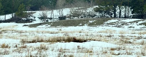 В Лысогорском районе проснулись сурки
