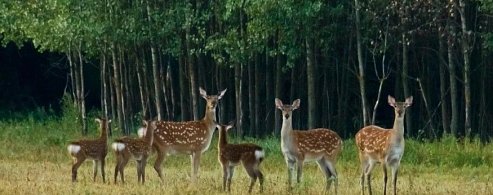 В Саратовской области появились зоны для воспроизводства животных