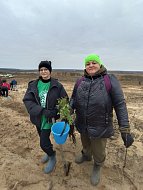 В Лысогорском районе высадили 4000 саженцев белой акации