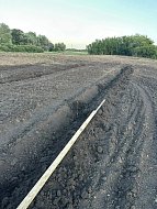 Вблизи поселка Октябрьский высадили почти 1000 деревьев