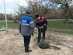 В Больших Копенах высадили 50 штук саженцев сосны и елей