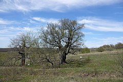 Вблизи села Широкий Карамыш возле дуба-старожила «Василич» появилась табличка с QR-кодом на его описание