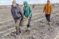 В Лысогорском районе прошла масштабная акция по восстановлению лесного массива