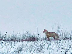 Лысогорцы ездят смотреть на диких животных