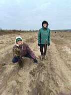 В Лысогорском районе высадили 4000 саженцев белой акации
