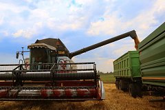 Из кабины комбайна: как в Невежкино проходит уборочная кампания