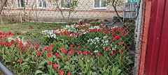 Тюльпановая феерия в Лысых Горах