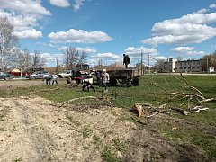 В Больших Копенах высадили 50 штук саженцев сосны и елей