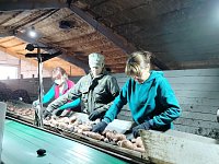 В овощеводческом хозяйстве Гофербергов идёт уборка урожая