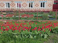 Тюльпановая феерия в Лысых Горах