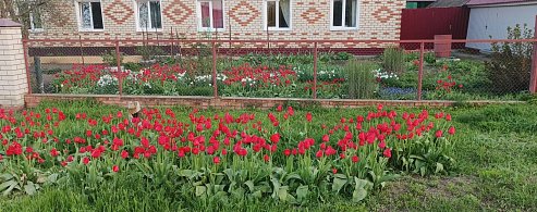 Тюльпановая феерия в Лысых Горах