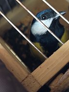 Кольцо на лапку: Лесные рейнджеры из Лысых Гор провели кольцевание зимних птиц