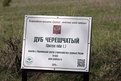 Вблизи села Широкий Карамыш возле дуба-старожила «Василич» появилась табличка с QR-кодом на его описание