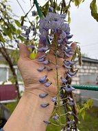 В Лысых Горах расцвела глициния