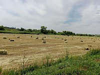 В Лысогорском районе полным ходом идёт сенокос