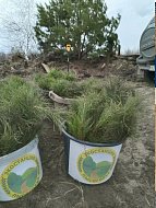 В Лысогорском районе прошла масштабная акция по восстановлению лесного массива