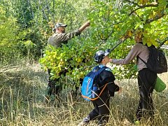 Школьники Лысогорского района помогли лесхозу: собрали жёлуди для питомника