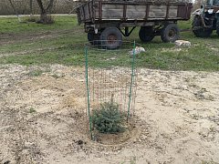 В Больших Копенах высадили 50 штук саженцев сосны и елей