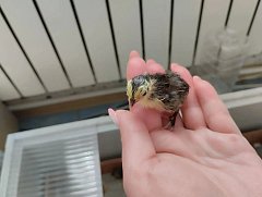 Сельские будни в Юнгеровке
