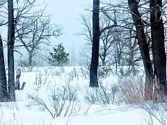 Лысогорцы ездят смотреть на диких животных