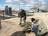 В Больших Копенах высадили 50 штук саженцев сосны и елей