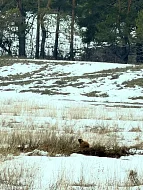В Лысогорском районе проснулись сурки